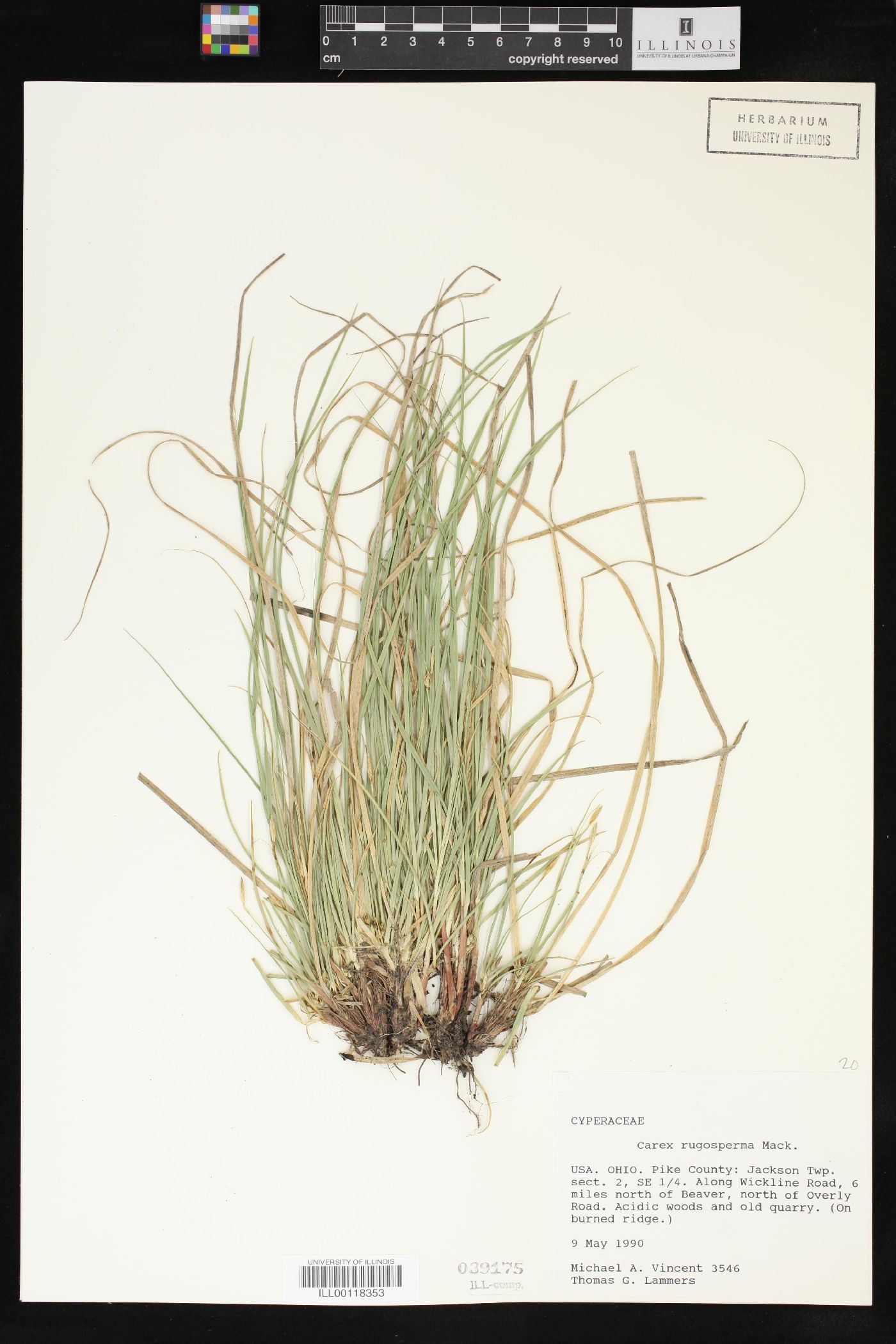 Carex rugosperma image