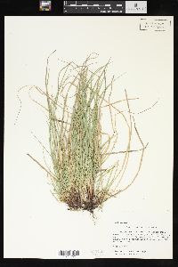 Carex rugosperma image