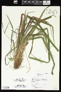 Carex radfordii image