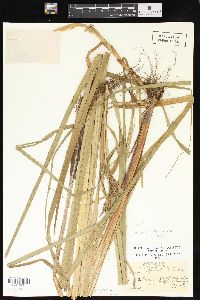 Carex lacustris image