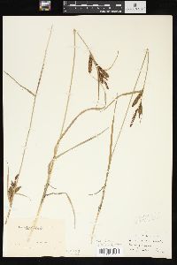 Carex salina image