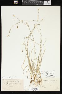 Carex vaginata image