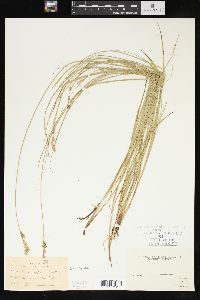 Carex sartwellii image