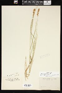 Carex sartwellii image