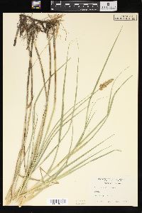 Carex sartwellii image