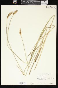 Carex sartwellii image