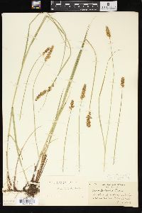 Carex sartwellii image