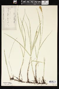 Carex sartwellii image