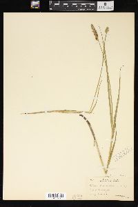 Carex sartwellii image