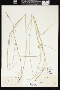 Carex sartwellii image