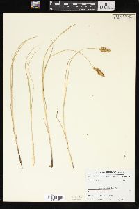 Carex sartwellii image