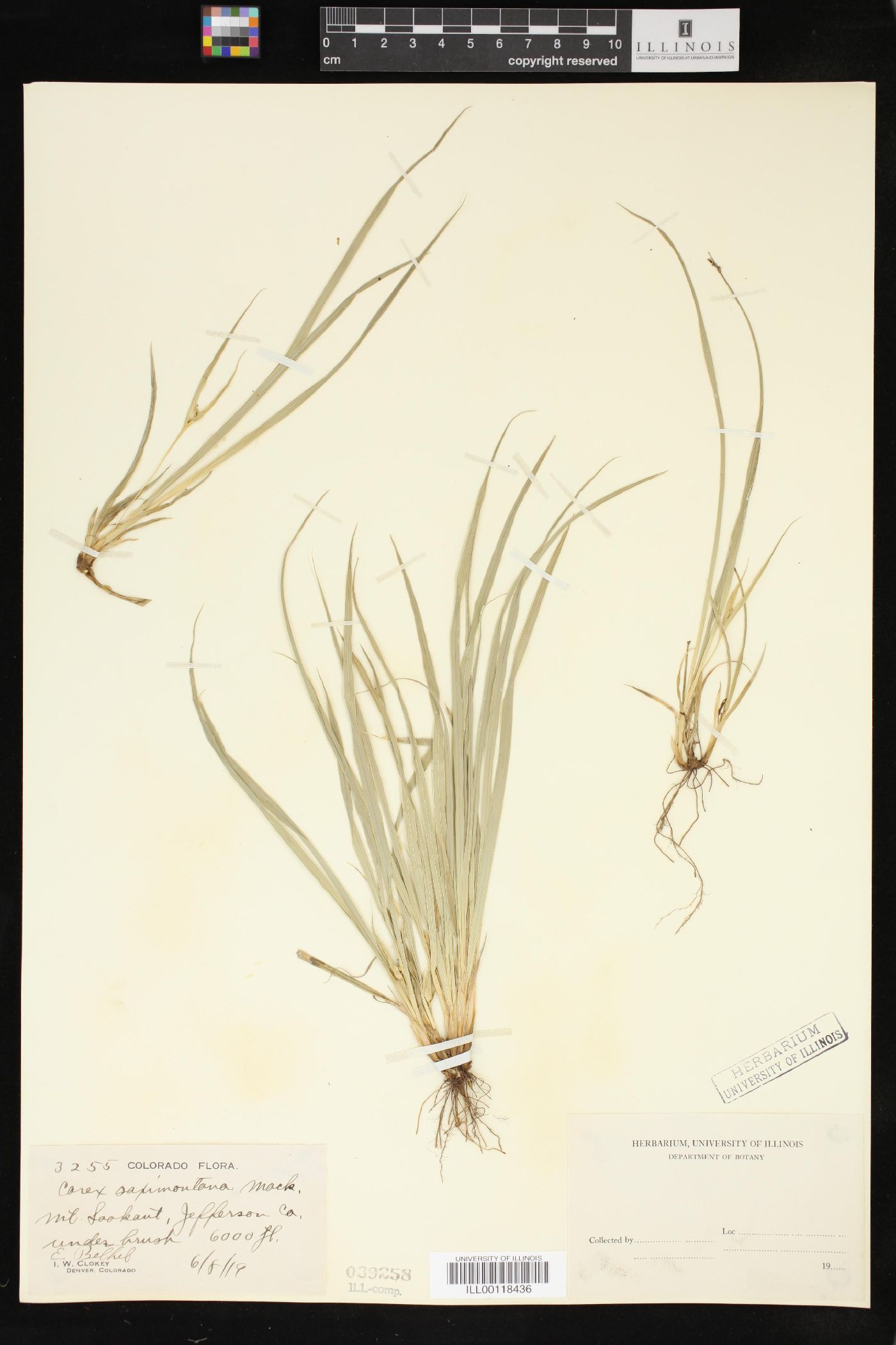 Carex saximontana image