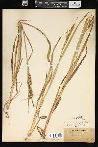 Carex scabrata image