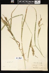 Carex scabrata image