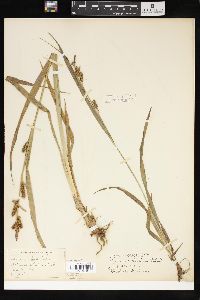 Carex scabrata image