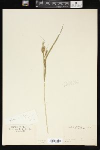 Carex scabrata image