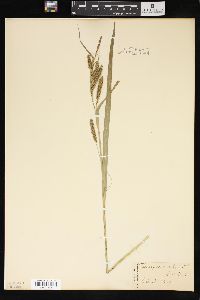 Carex scabrata image