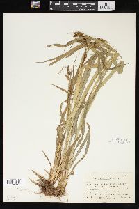 Carex scabrata image