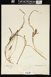 Carex scabrata image