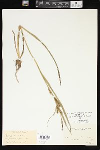 Carex scabrata image