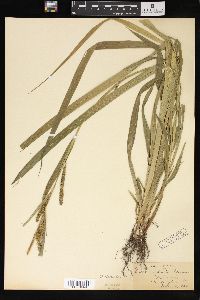 Carex scabrata image