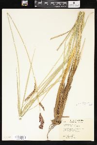 Carex schottii image