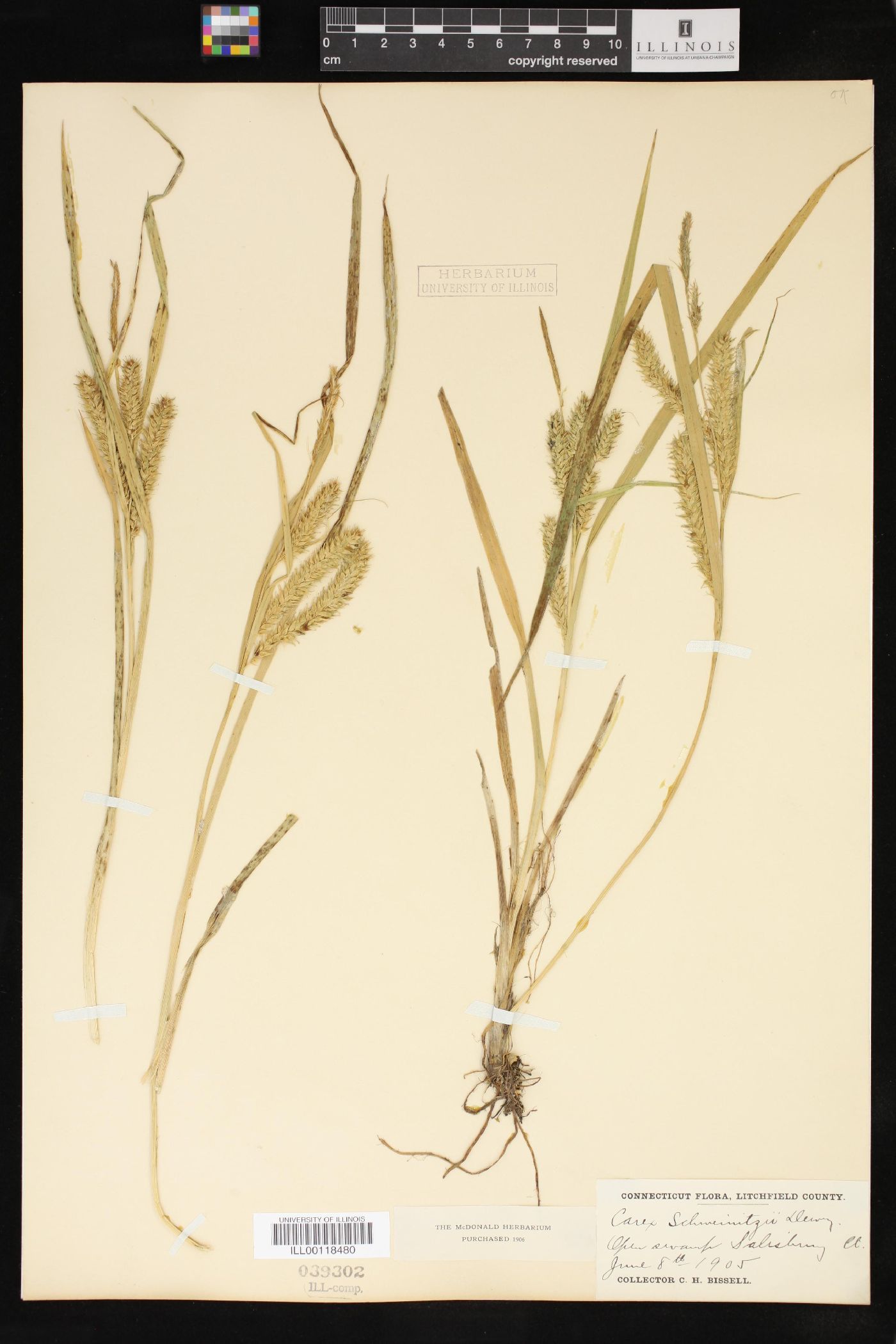 Carex schweinitzii image