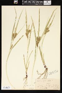 Carex schweinitzii image