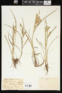 Carex schweinitzii image