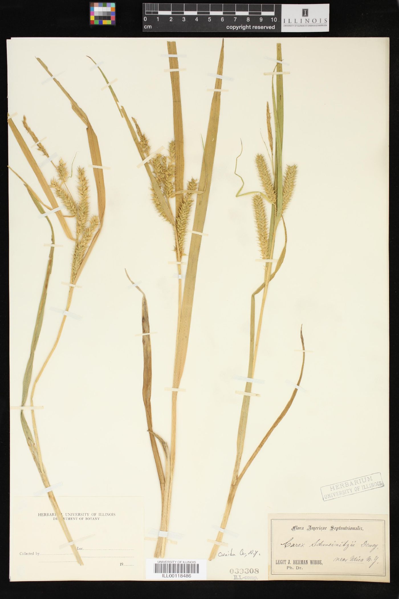 Carex schweinitzii image