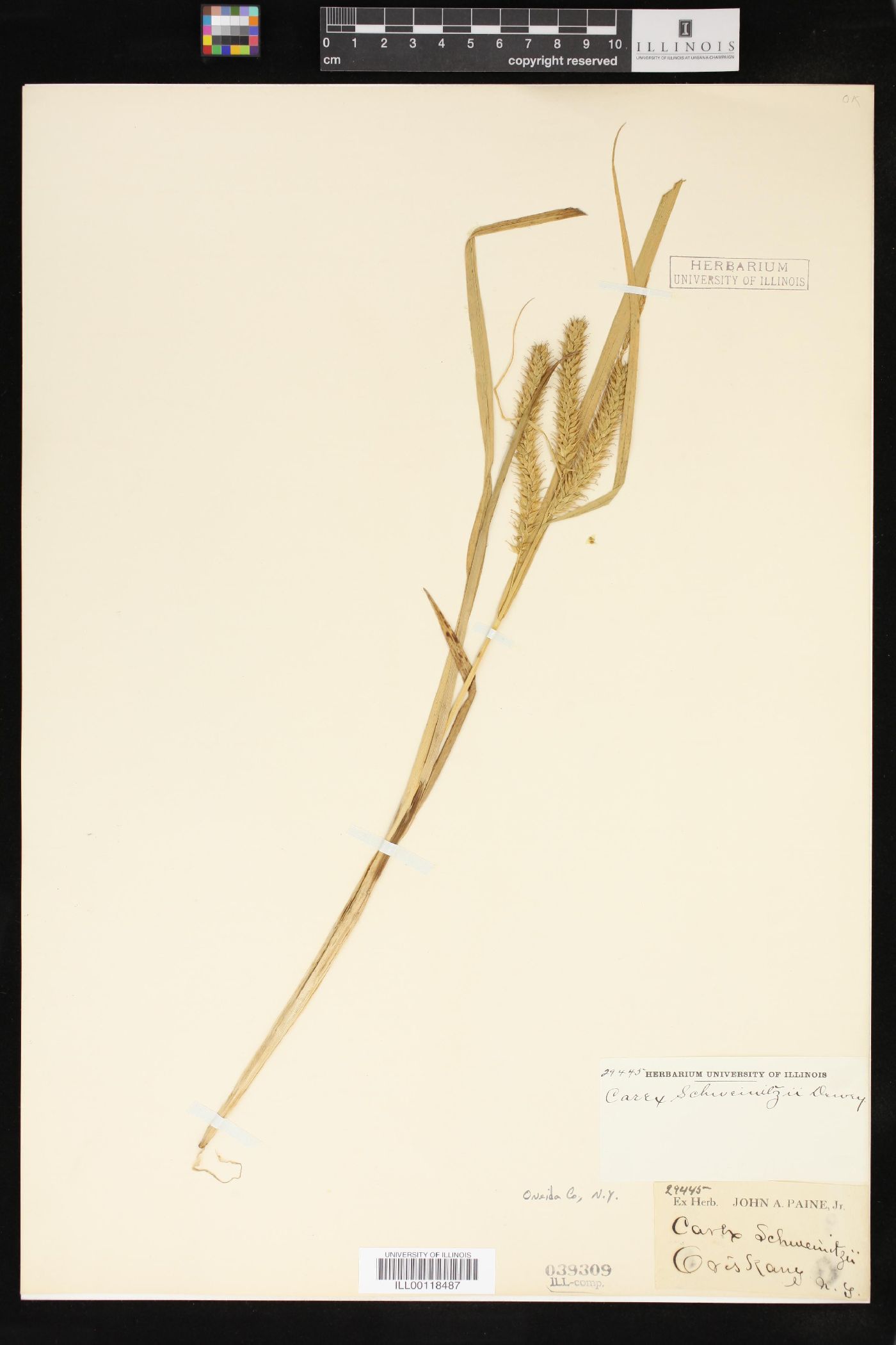 Carex schweinitzii image