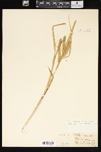 Carex schweinitzii image