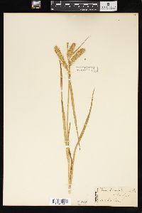 Carex schweinitzii image