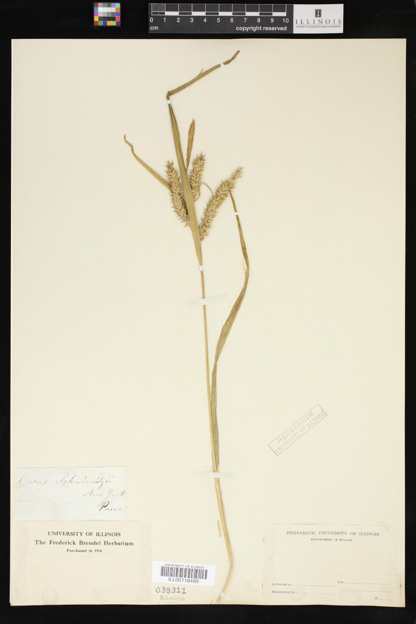 Carex schweinitzii image