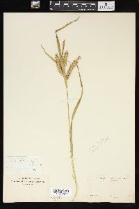 Carex schweinitzii image