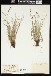 Carex scirpiformis image