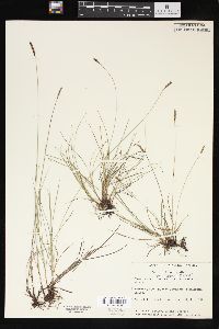 Carex scirpoidea var. convoluta image