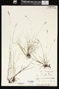 Carex scirpoidea var. convoluta image