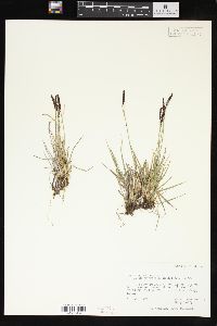 Carex scirpoidea subsp. stenochlaena image