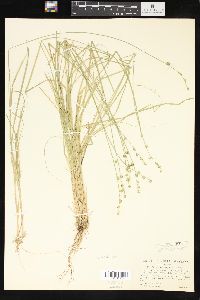 Carex seorsa image