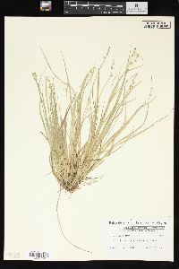 Carex seorsa image