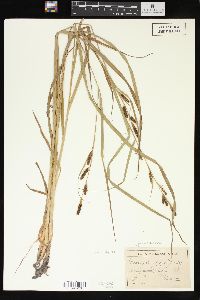 Carex shortiana image