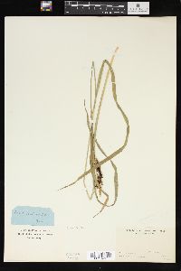 Carex shortiana image