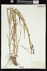 Carex shortiana image