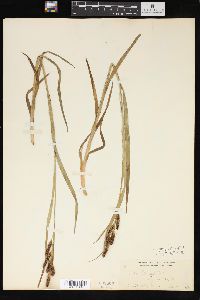 Carex shortiana image