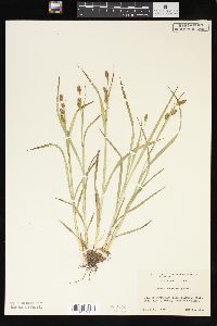 Carex shortiana image