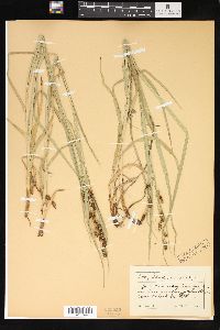 Carex shortiana image