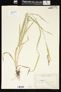 Carex shortiana image