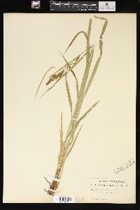 Carex shortiana image