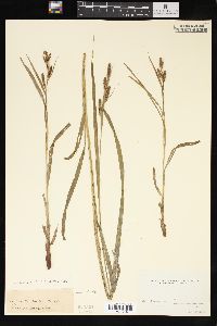 Carex shortiana image